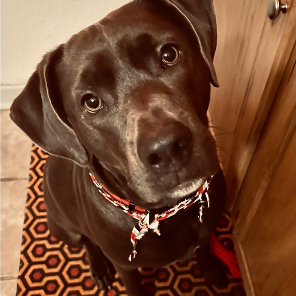 Meet your Posher, Samantha - Picture 4 of 15